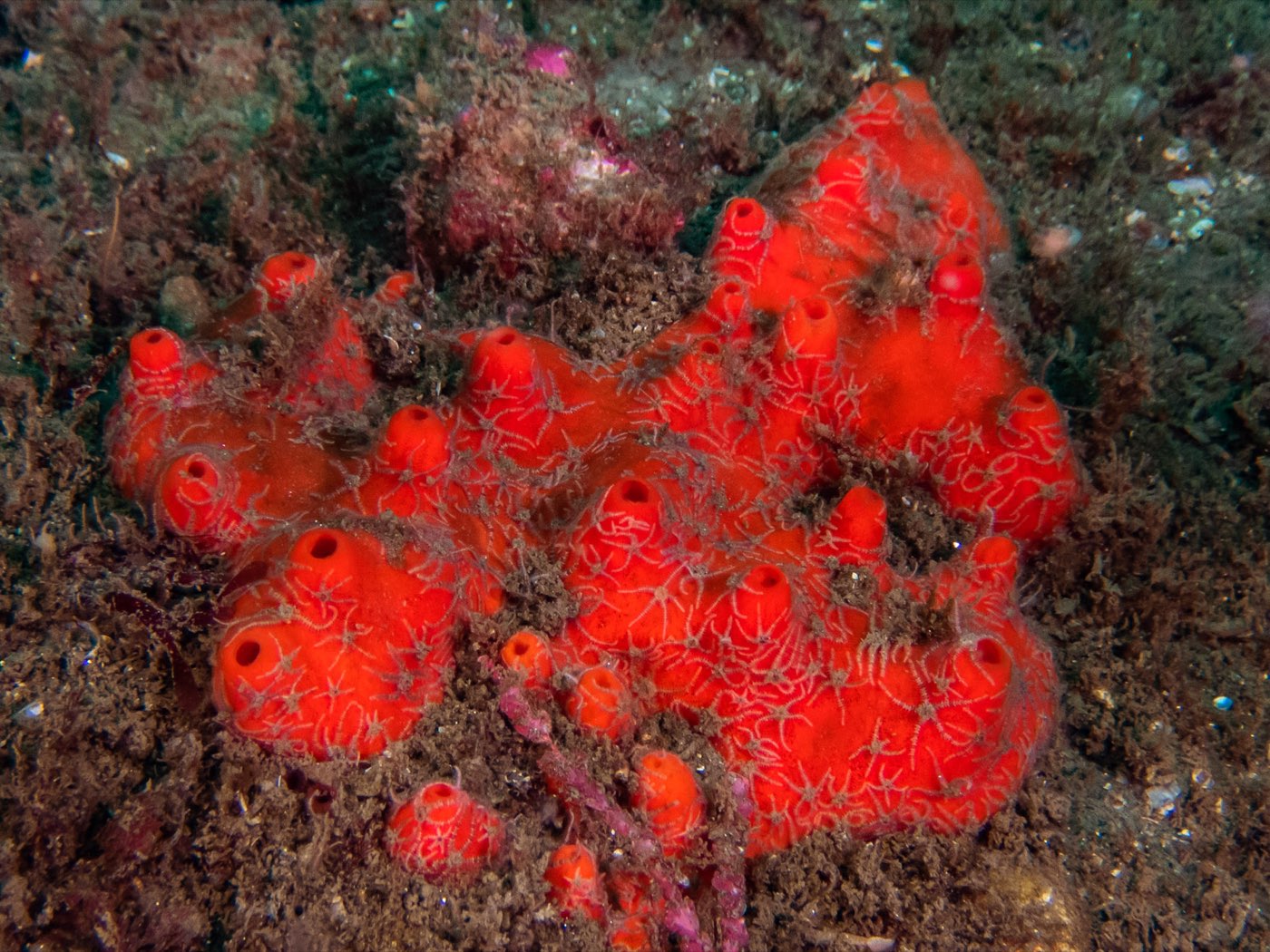 Red volcano sponge with baby brittle stars at God's Rock & Quast Rock, September 2024