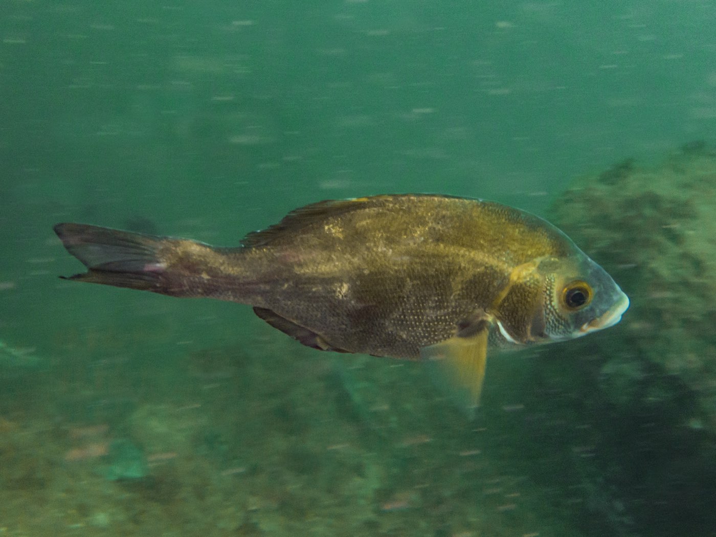Rubberlip perch at God's Rock & Quast Rock, September 2024