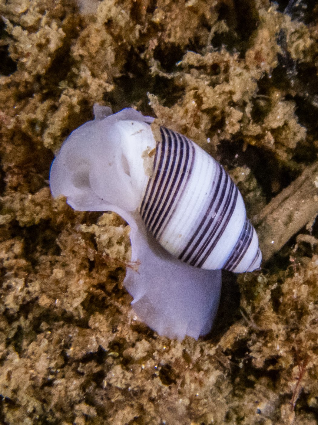 Striped barrel snail at God's Rock & Quast Rock, September 2024