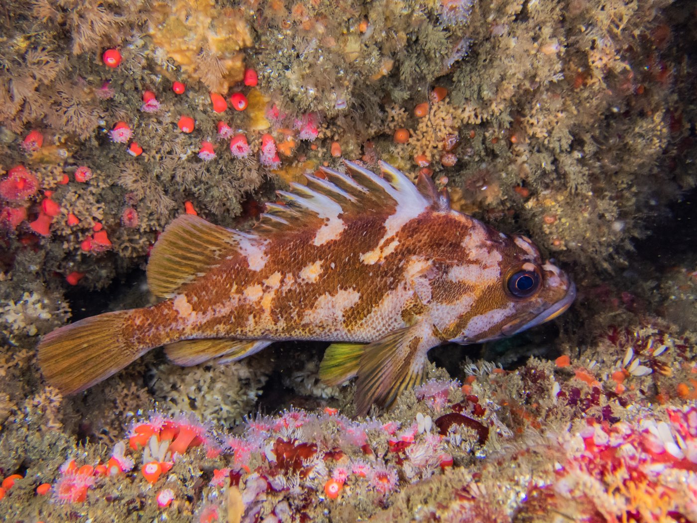 Gopher rockfish at High Spot Pinnacle, July 2024