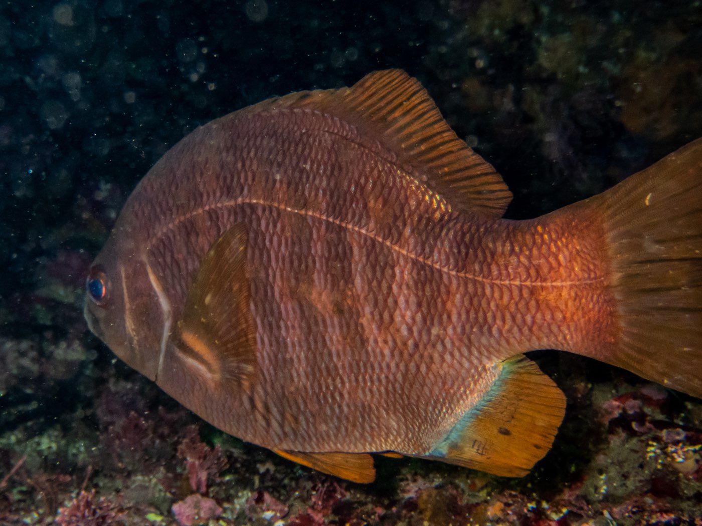 Black perch at Horse Head Reef, May 2025