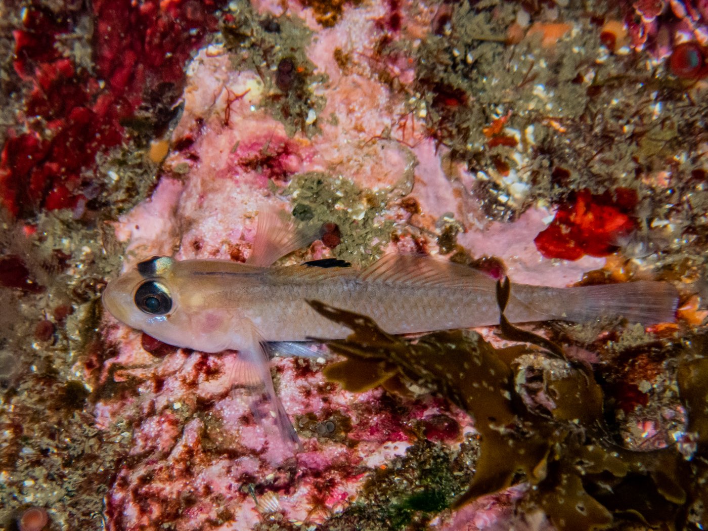 Blackeye goby at Horse Head Reef, May 2025