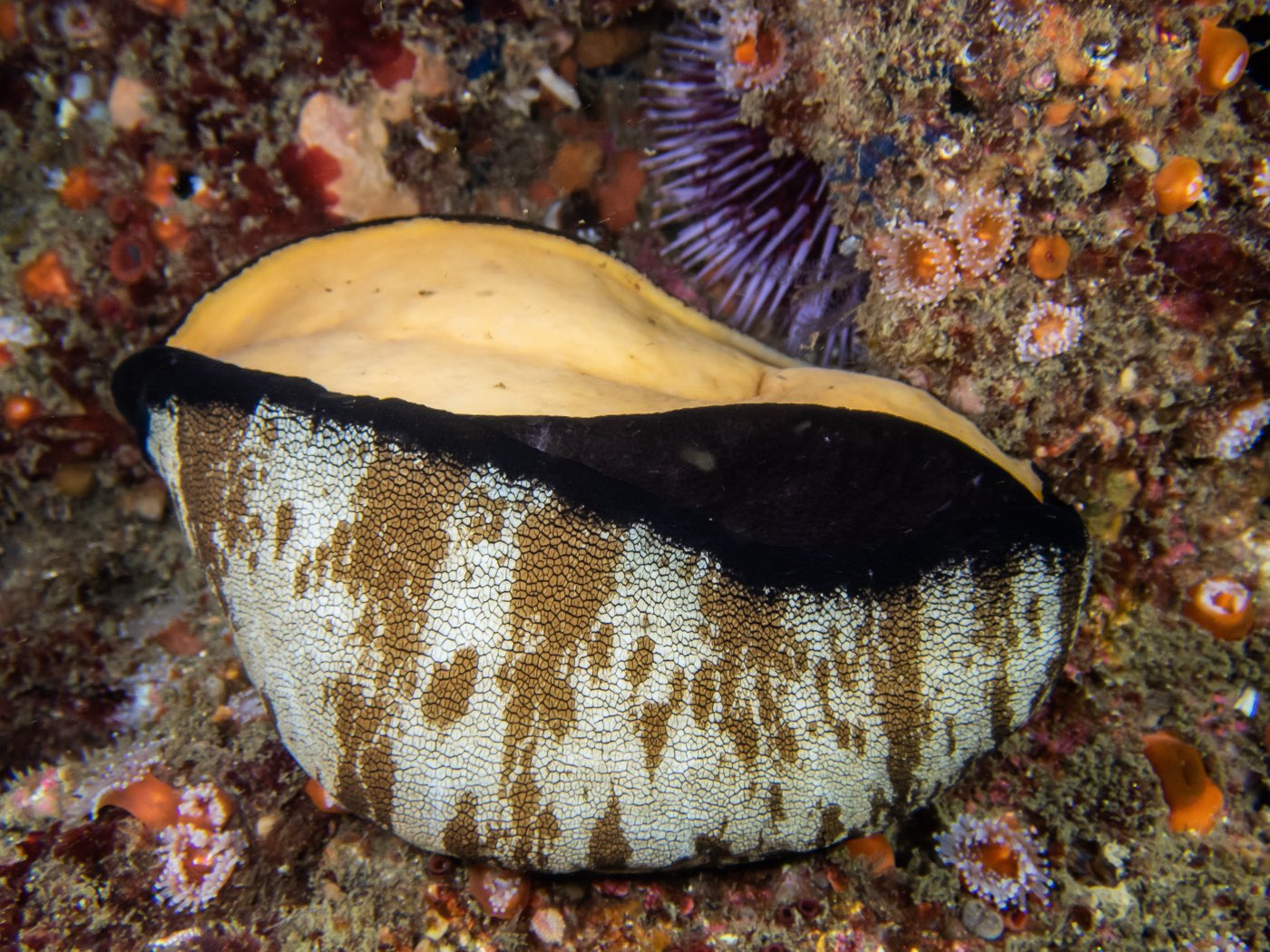 Giant keyhole limpet at Horse Head Reef, May 2025