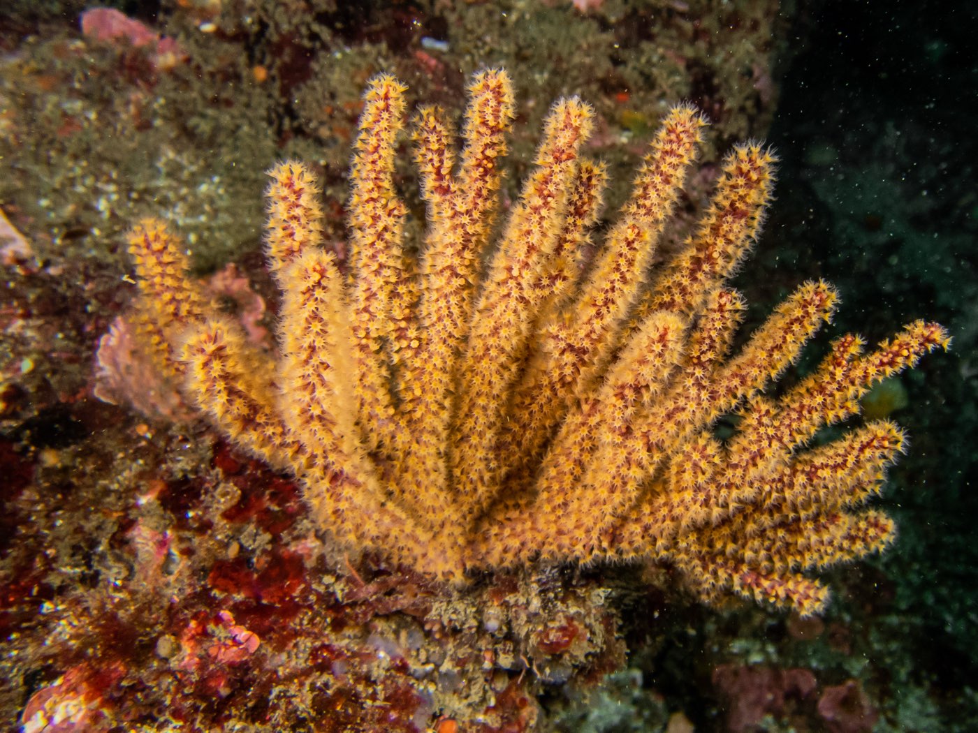 Golden gorgonian at Horse Head Reef, May 2025