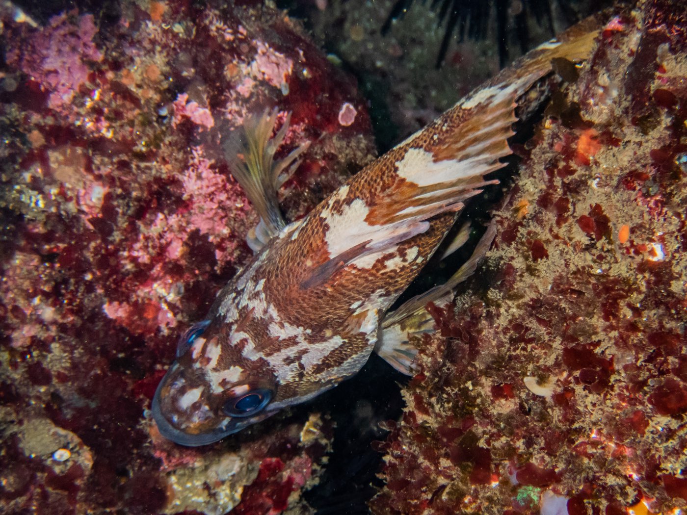 Gopher rockfish at Horse Head Reef, May 2025