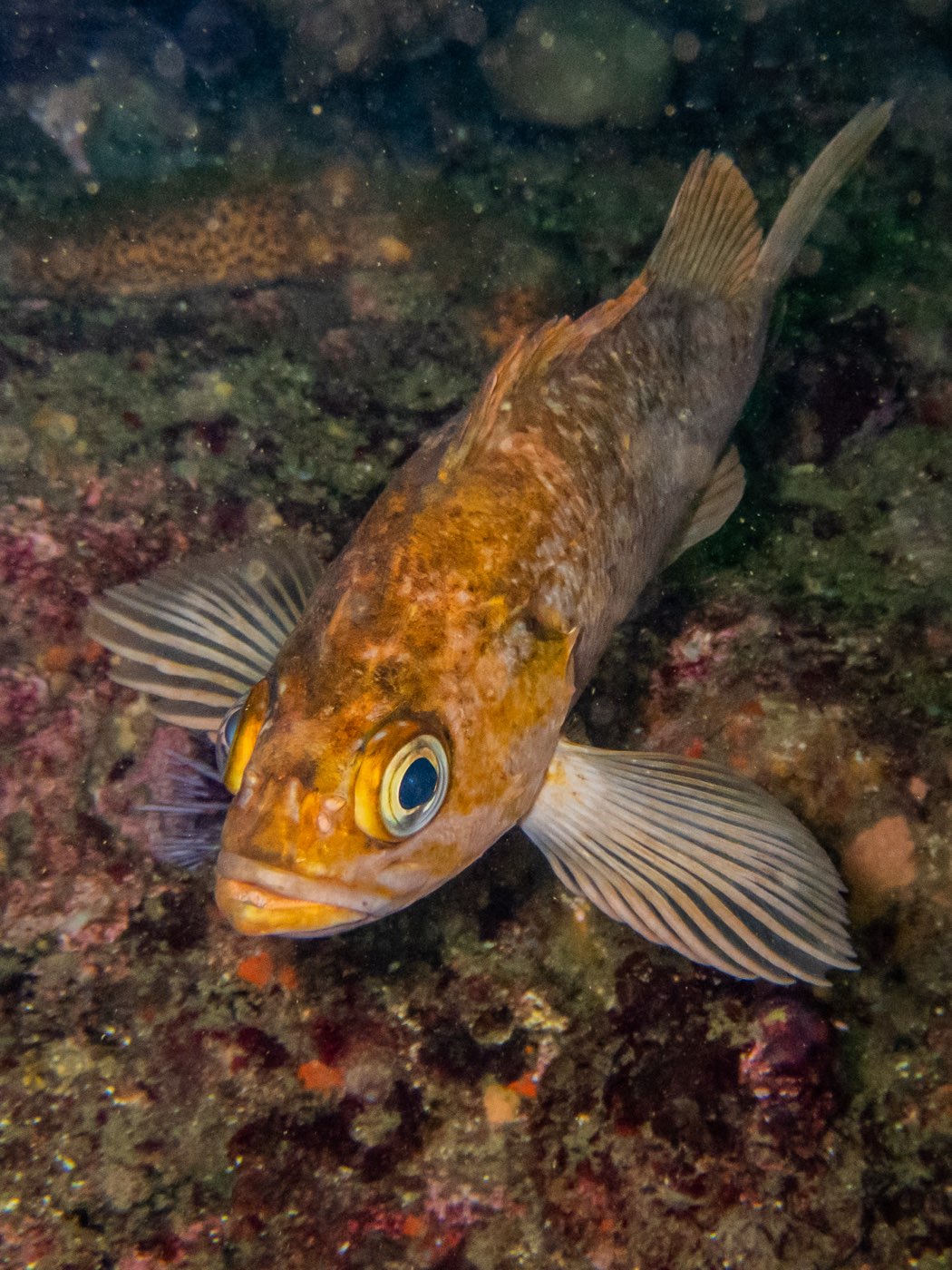 Kelp rockfish at Horse Head Reef, May 2025