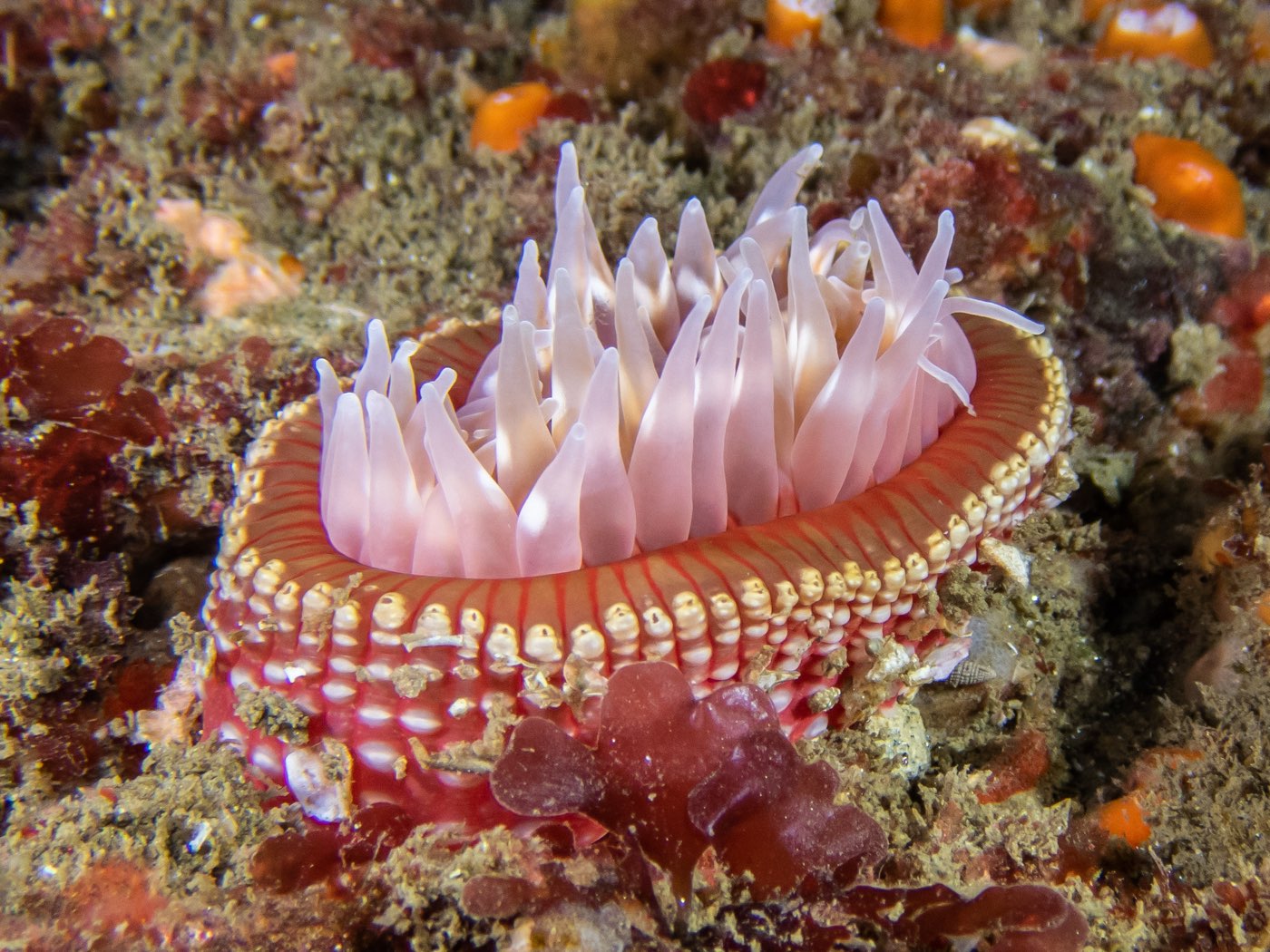 McPeak's anemone at Horse Head Reef, May 2025