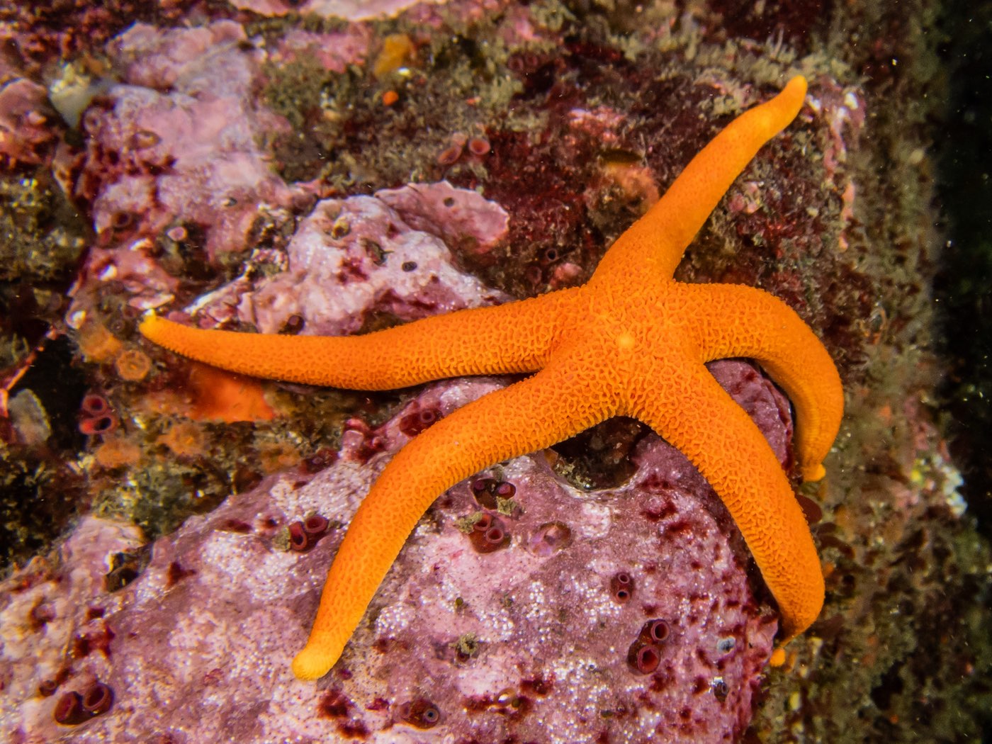 Pacific blood star at Horse Head Reef, May 2025