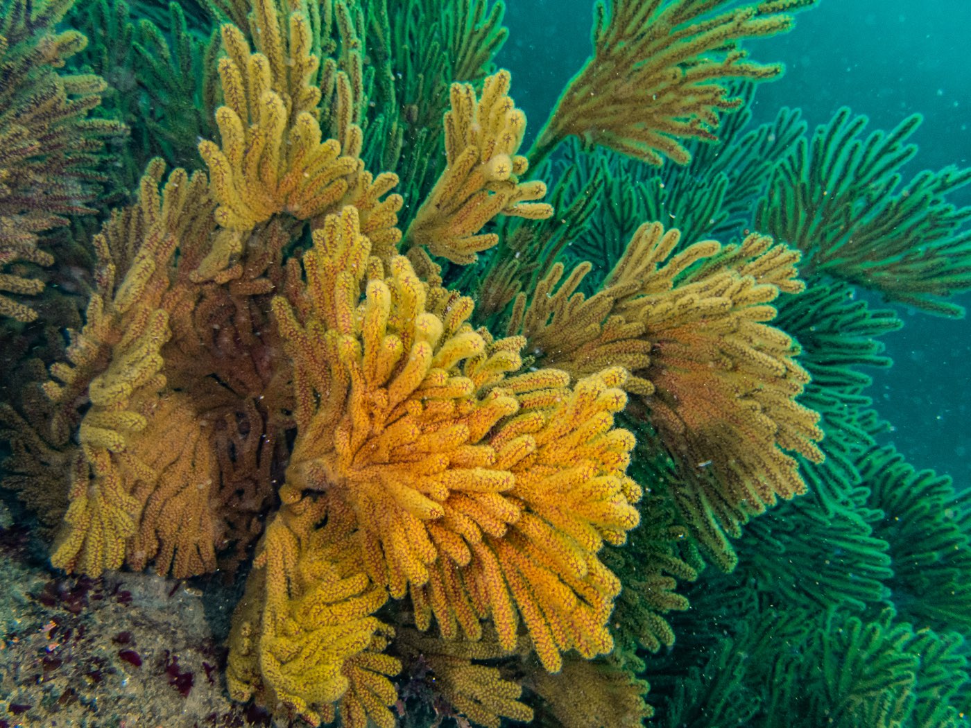 Golden gorgonians at Ingraham Street Bridge, September 2024