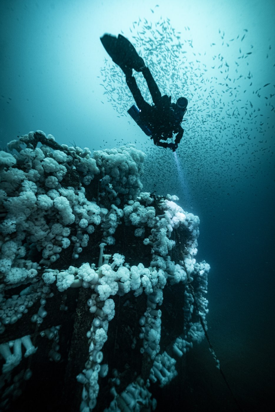 A diver silhouetted above the Missile Tower's anemone-covered top