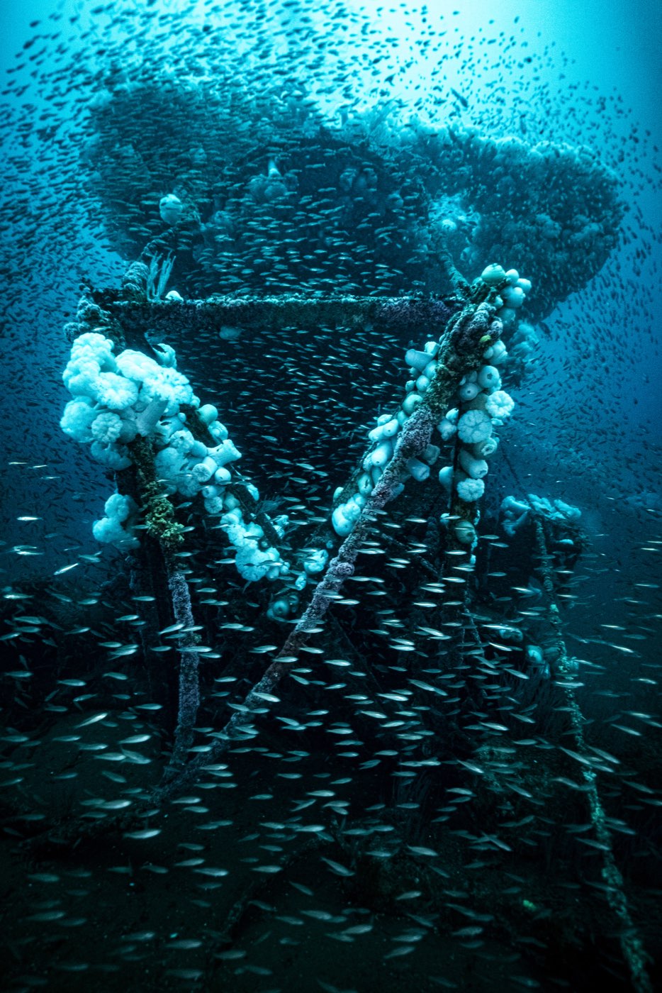 Metridium anemones blanket the Missile Tower's framework, with baitfish around it