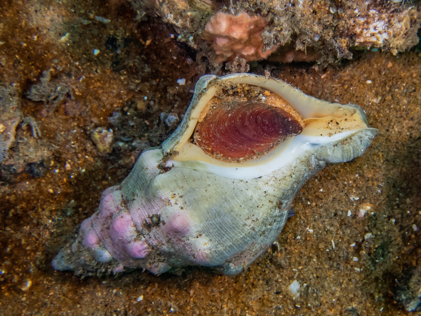 Kellet's whelk at NOSC Tower, August 2023
