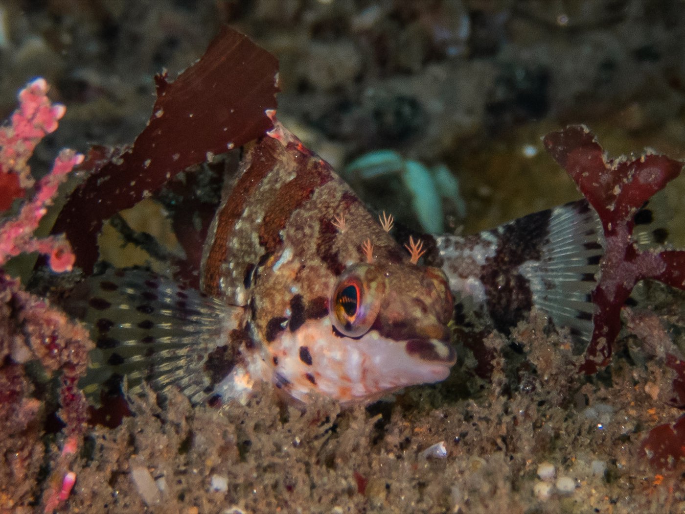 Painted greenling at NOSC Tower, August 2023