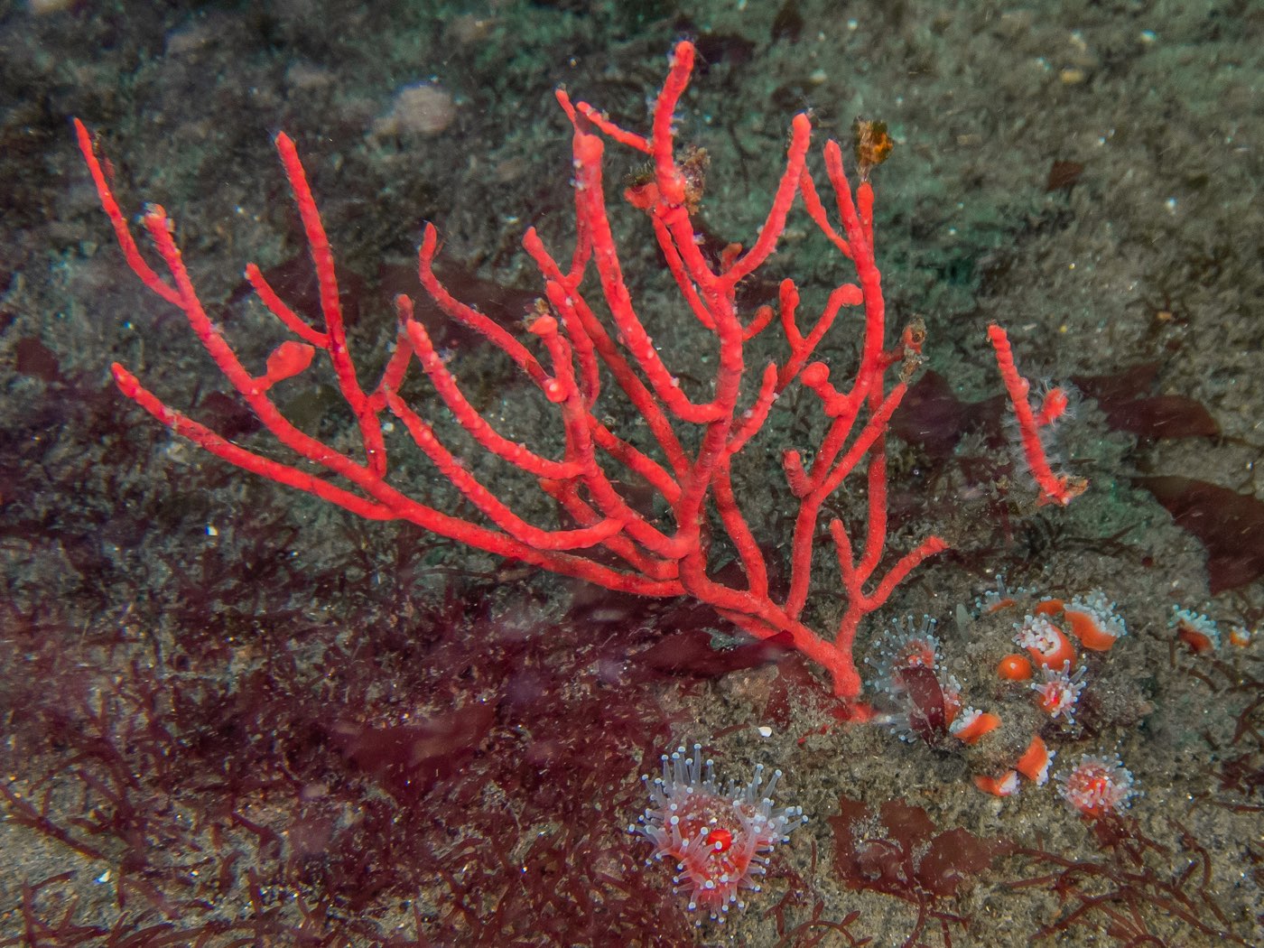 Red gorgonian at NOSC Tower, August 2023