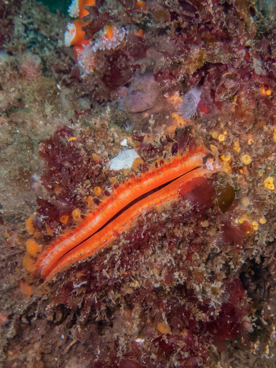 Rock scallop at NOSC Tower, August 2023