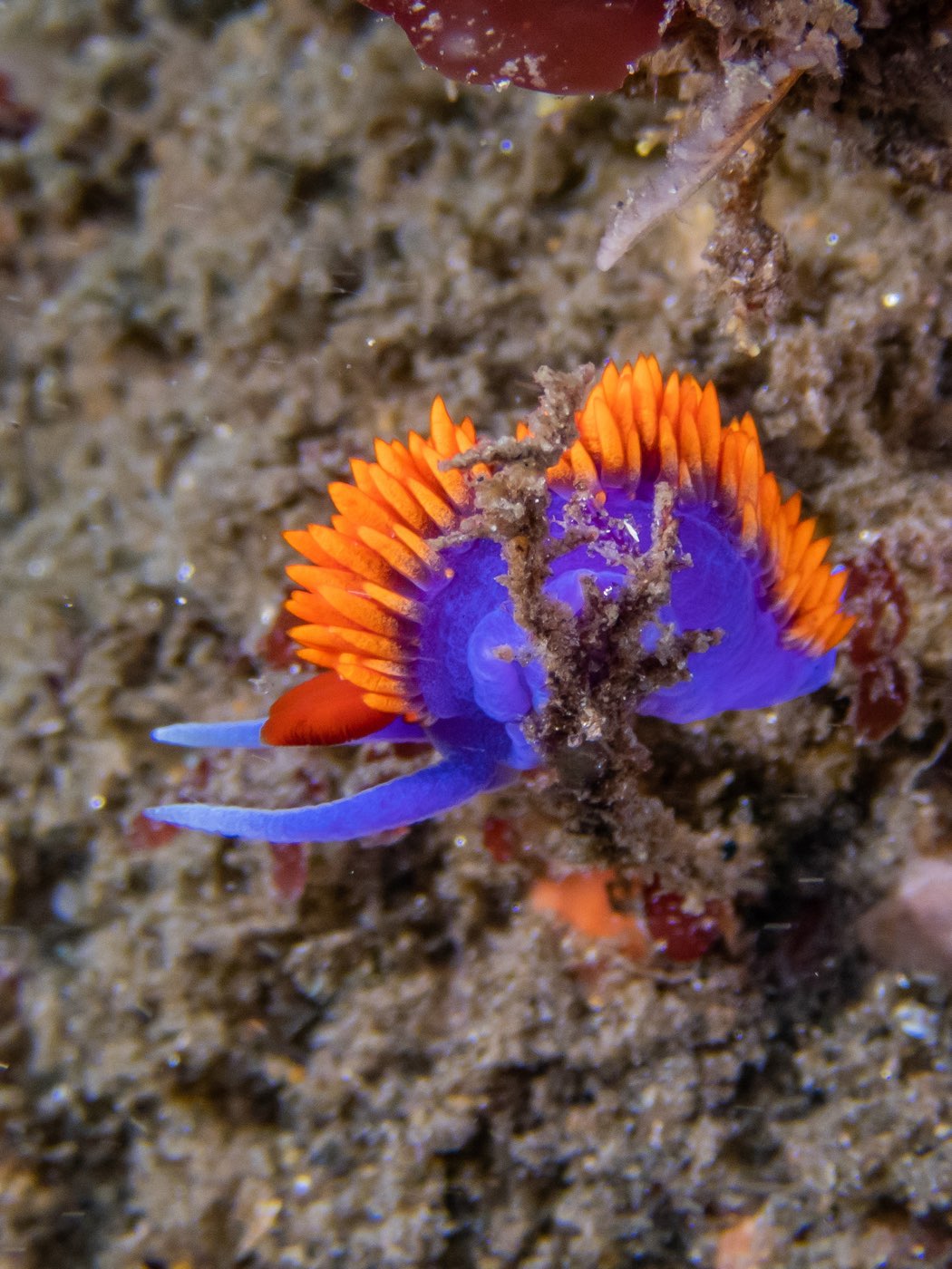 Spanish shawl at NOSC Tower, August 2023