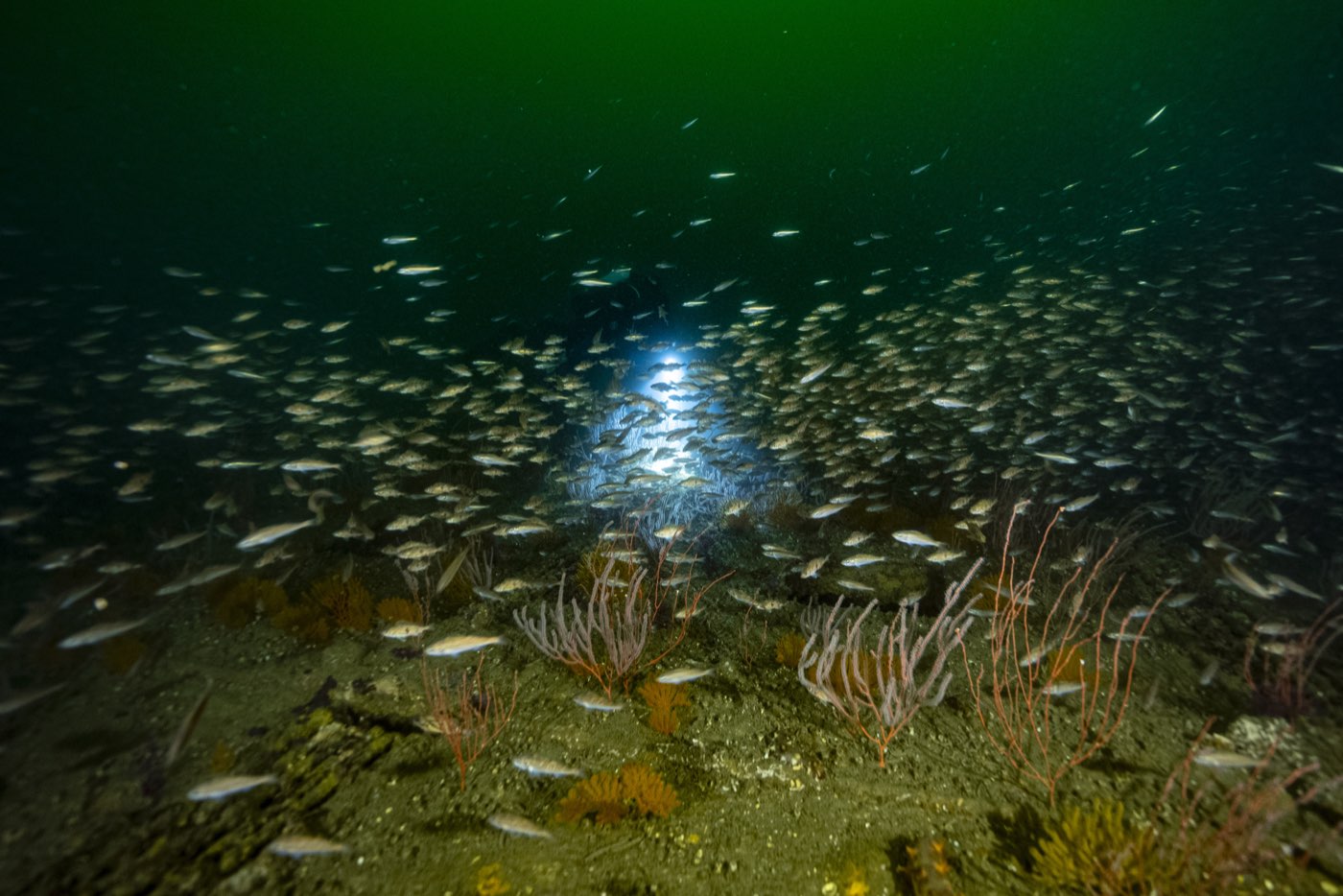 A cloud of baitfish over the Pontoon Causeway, a diver's light behind them