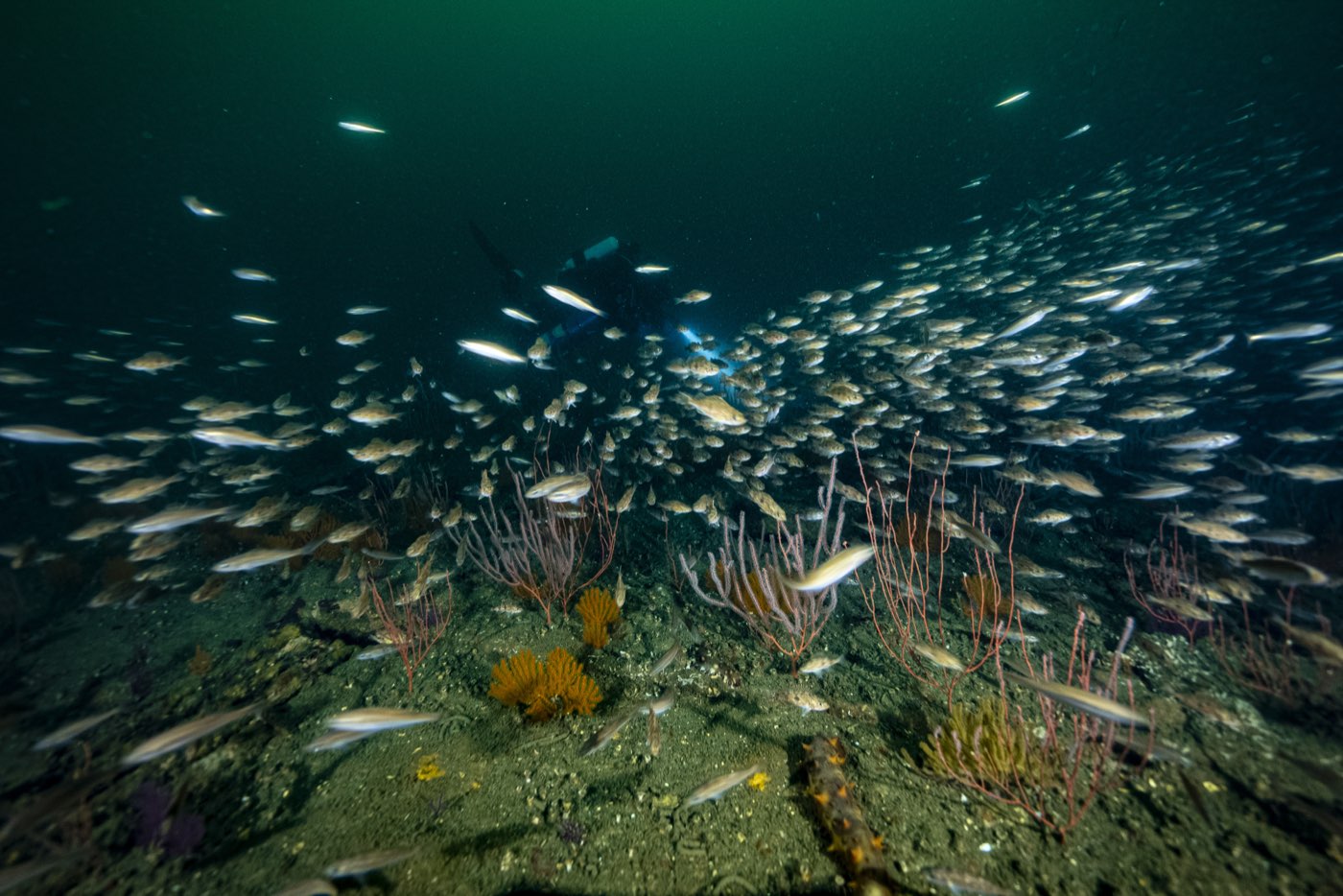 Baitfish over a stand of gorgonians on the Pontoon Causeway