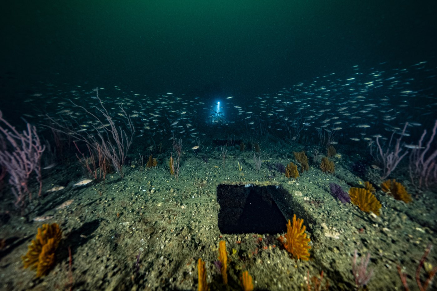 The flat concrete surface of the Pontoon Causeway, gorgonians along its edge and a diver in the distance