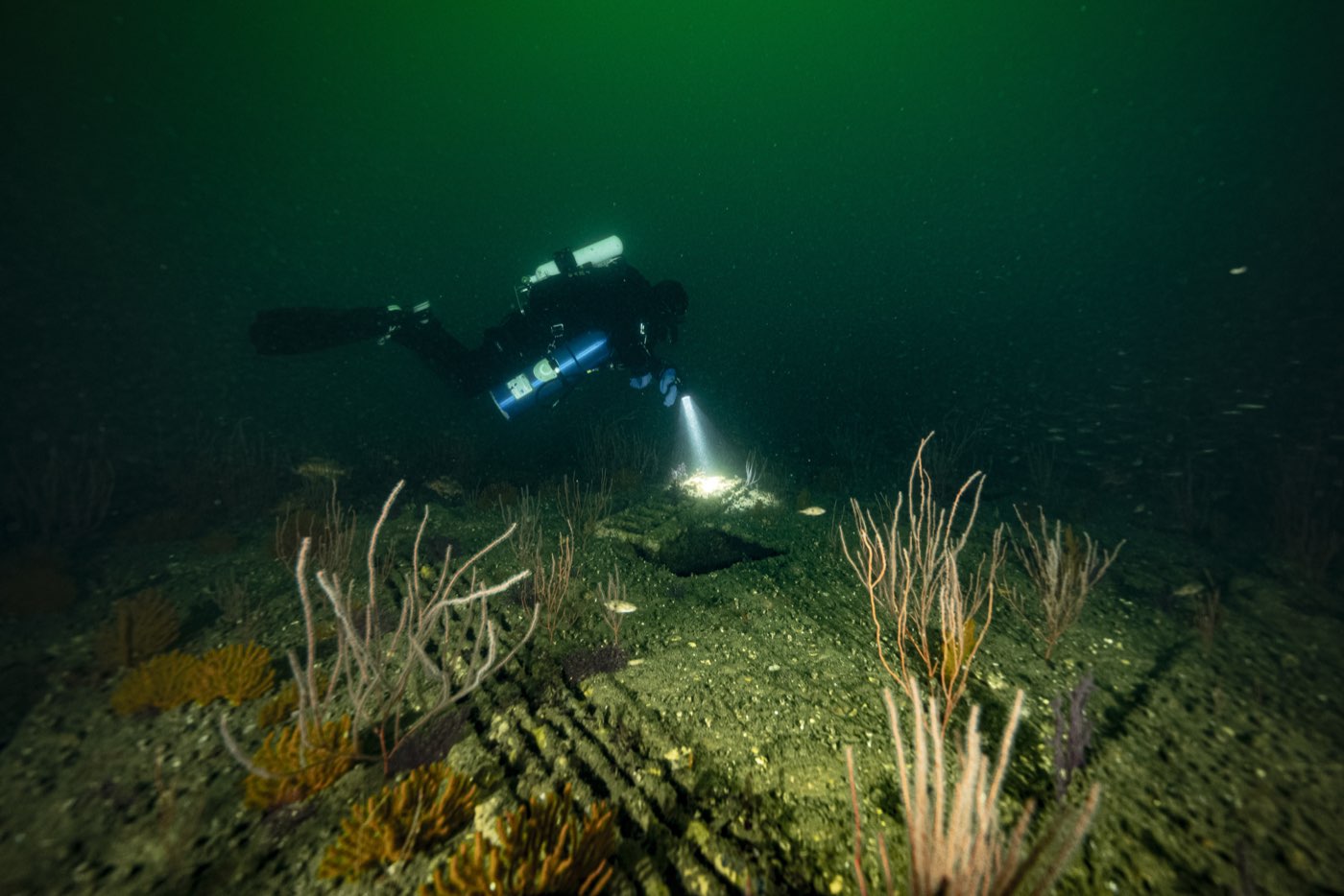 A diver over the causeway's gorgonians in green water