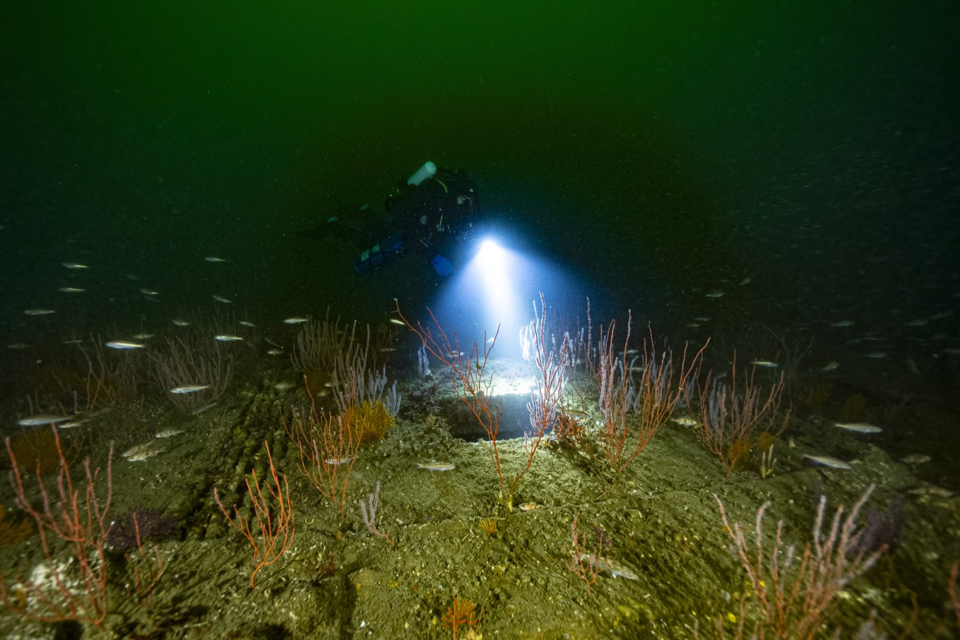 A diver's light through the gorgonians on the Pontoon Causeway