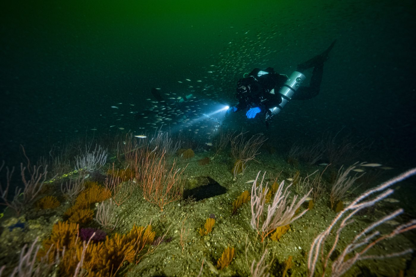 A technical diver swims over the gorgonian-covered surface of the Pontoon Causeway
