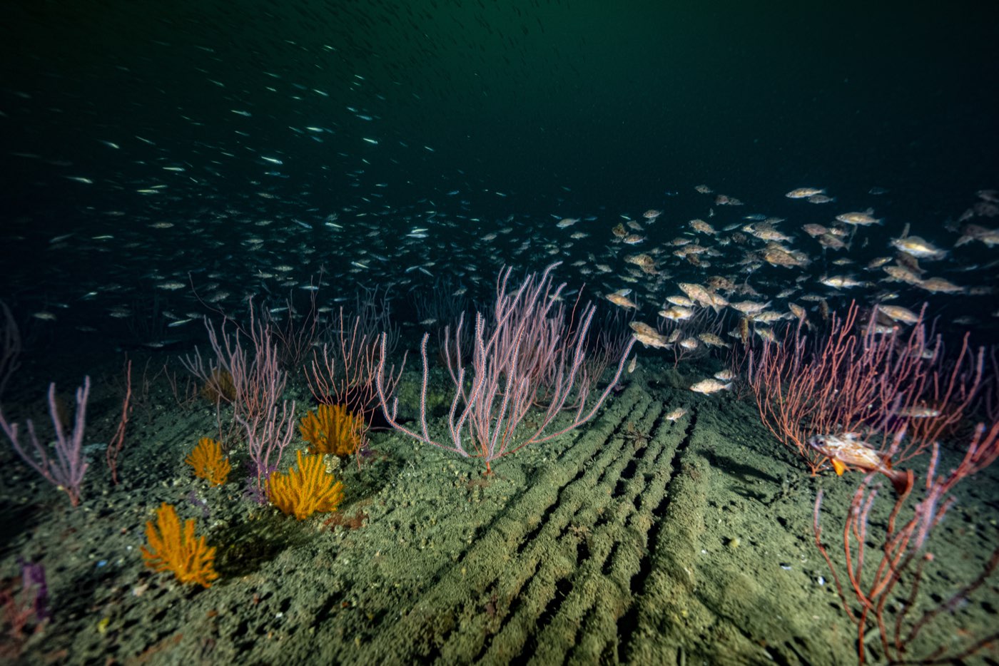 Gorgonians on the Pontoon Causeway with baitfish streaming over it, 130 feet down