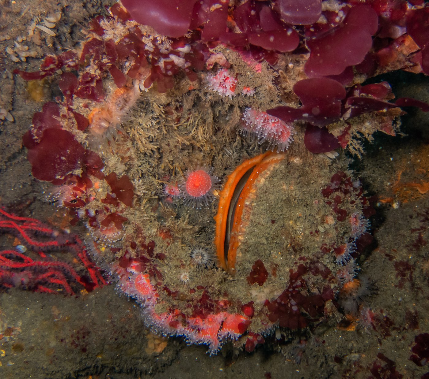Rock scallop at Ruby E, April 2024