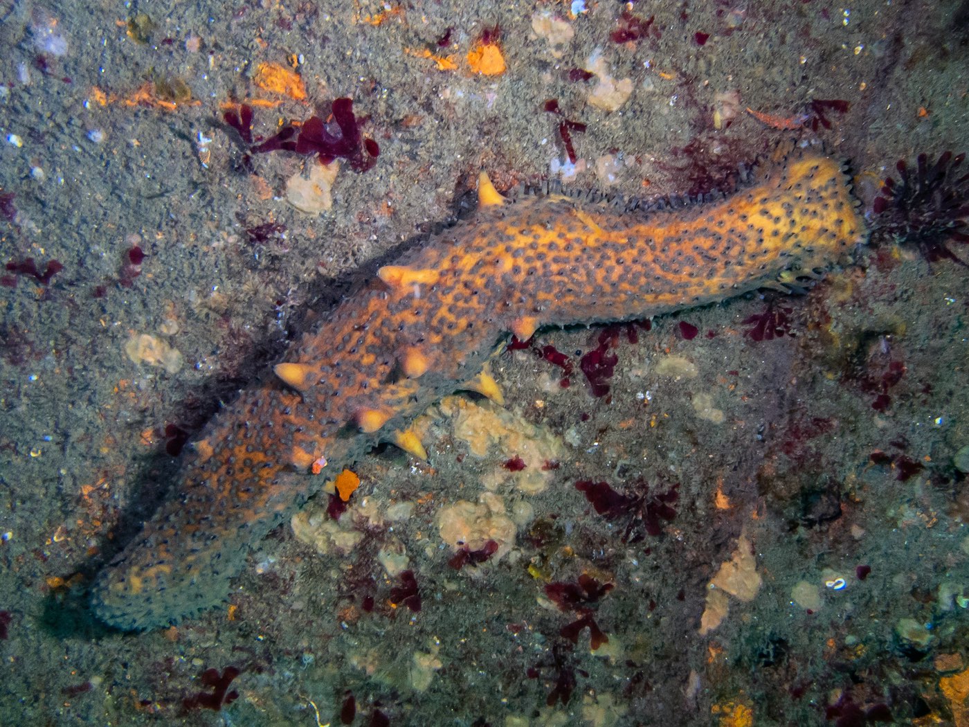 Sea cucumber at Ruby E, April 2024