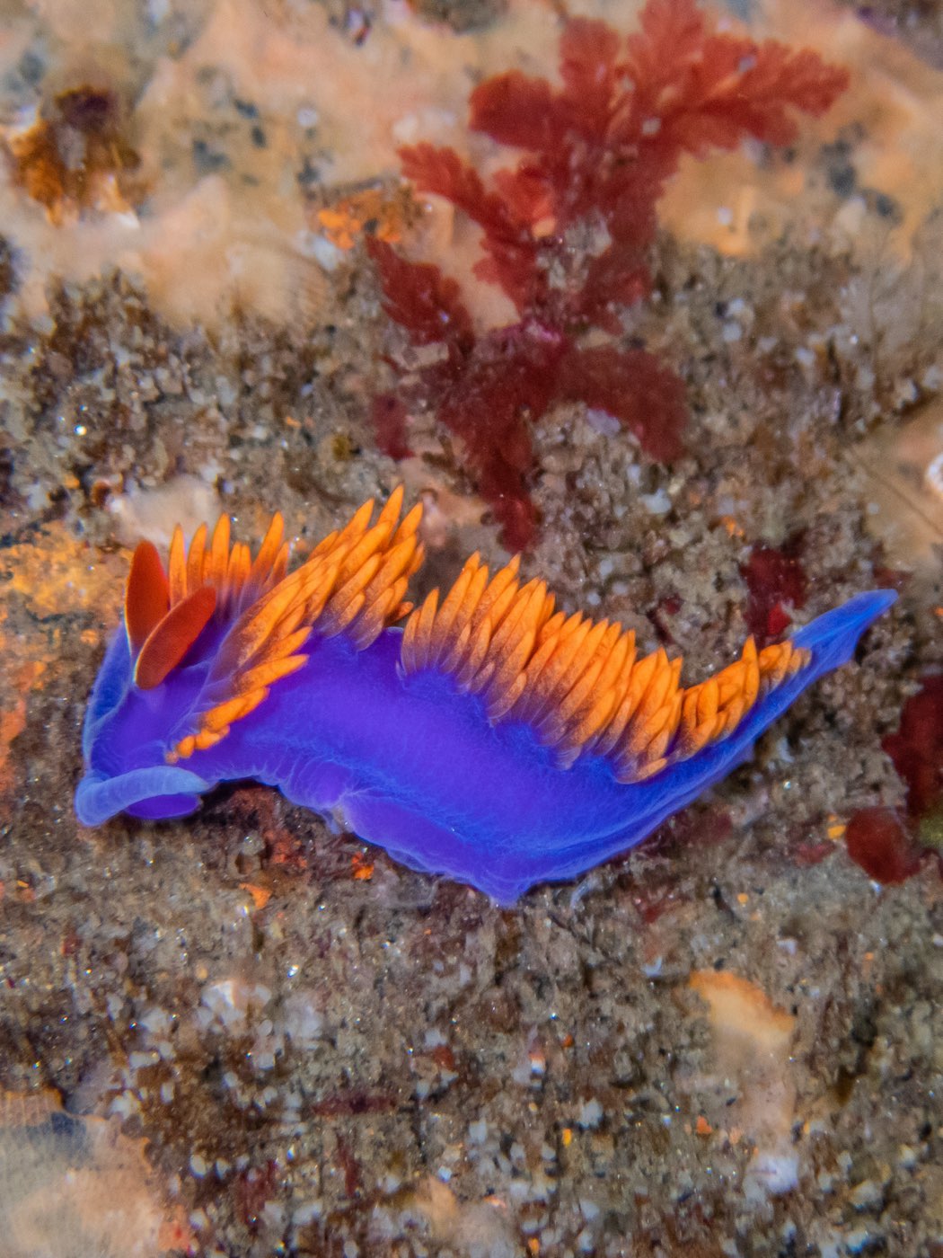 Spanish shawl at Ruby E, April 2024