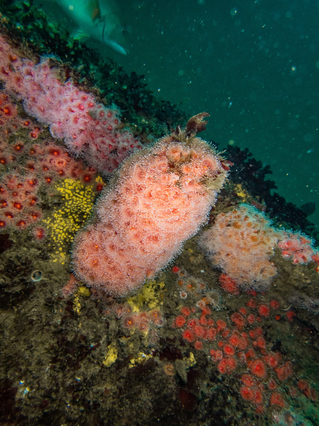 Strawberry anemones at Ruby E, April 2024