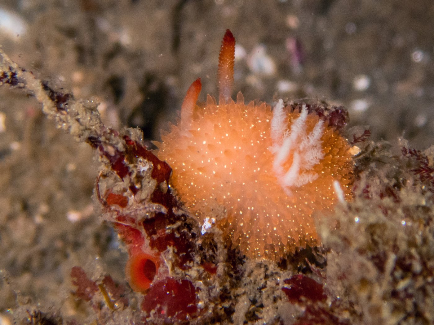 Acanthodoris lutea at Scout's Out, May 2025