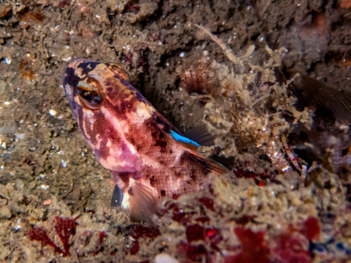 Bluebanded ronquil at Scout's Out, May 2025