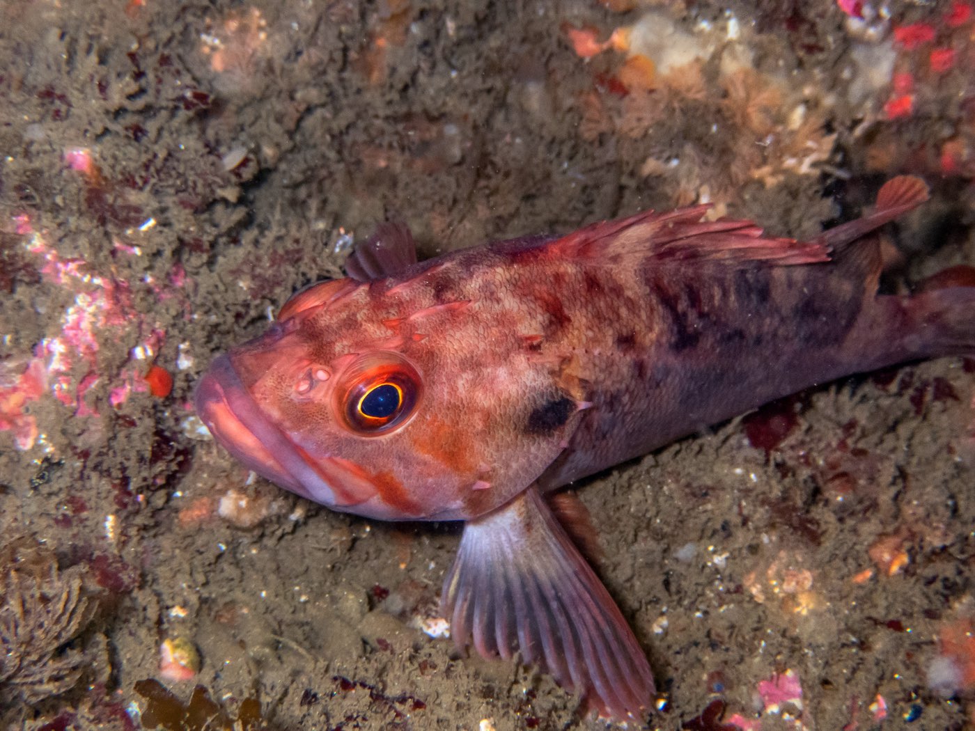 Brown rockfish at Scout's Out, May 2025