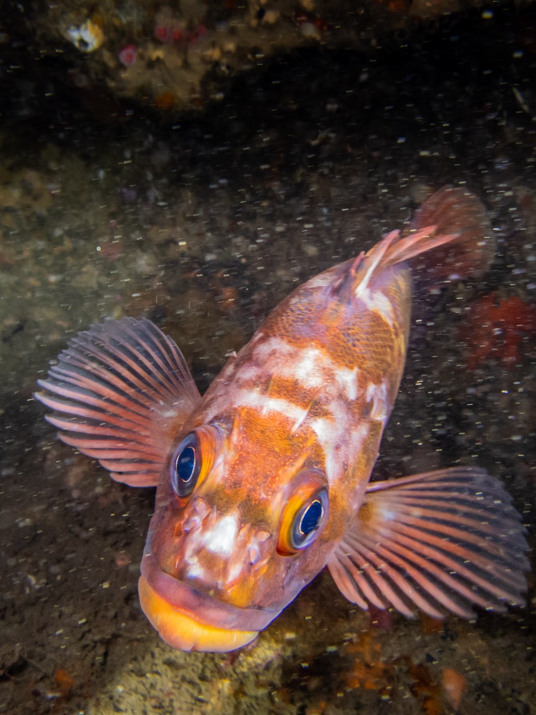Copper rockfish at Scout's Out, May 2025