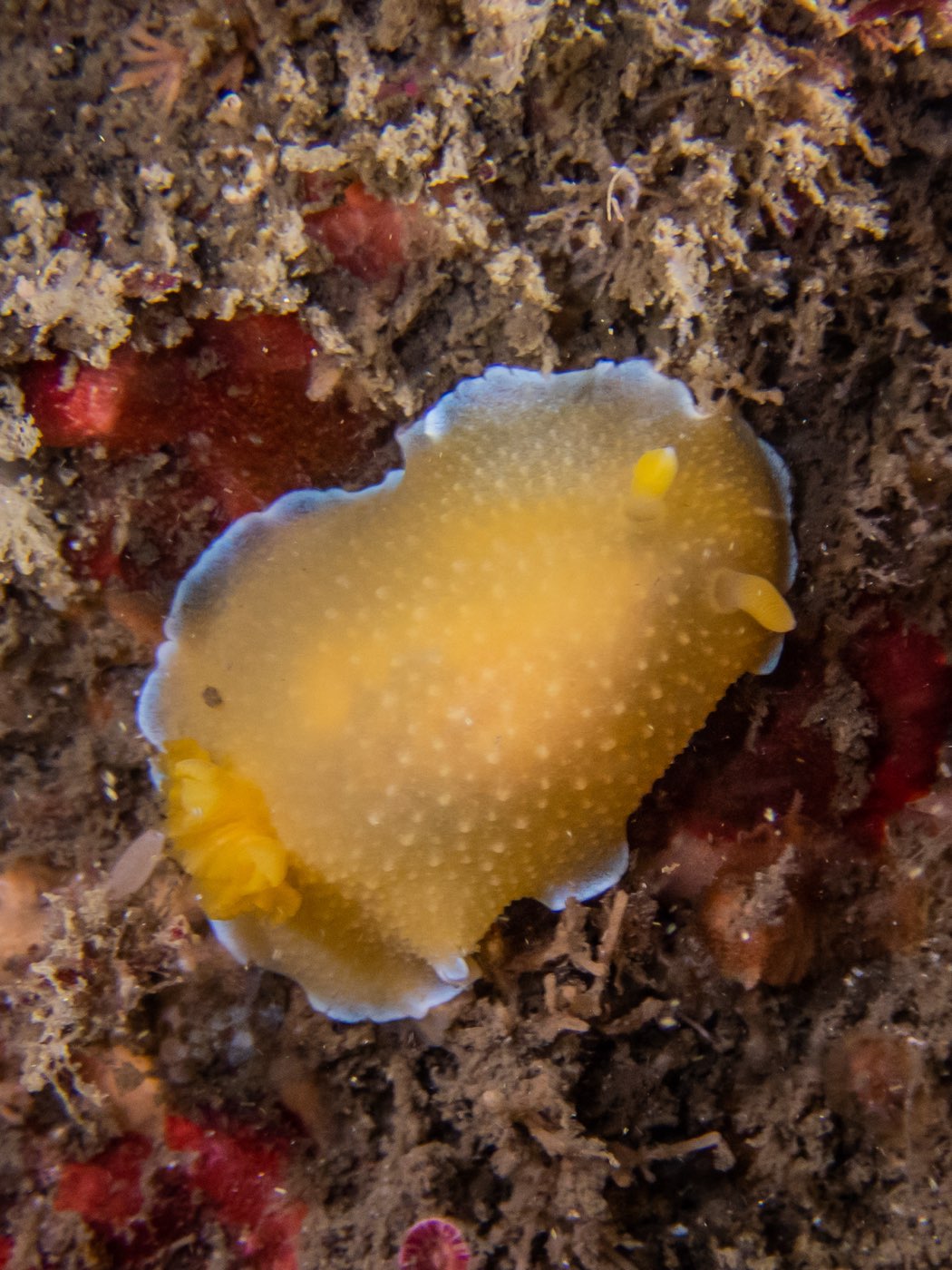 Doriopsilla spaldingi at Scout's Out, May 2025