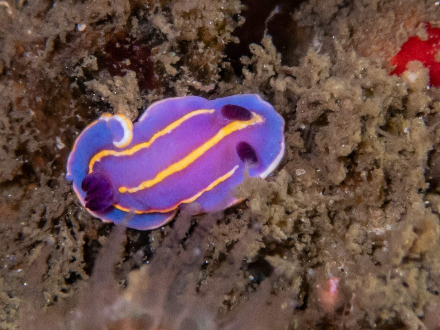 McFarland's chromodorid at Scout's Out, May 2025