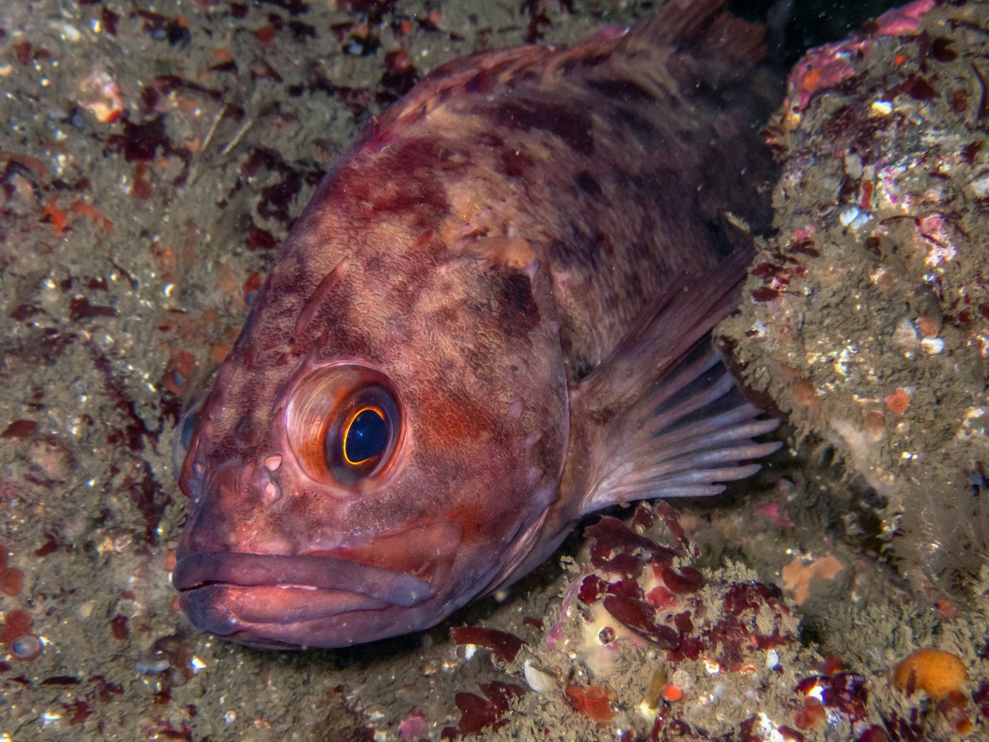 Brown rockfish at Strawberry Ledges, July 2024