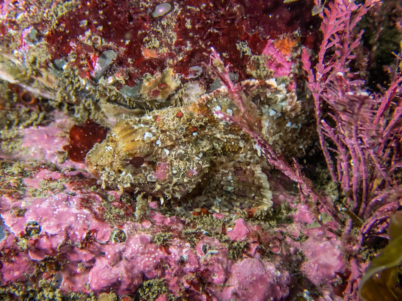California scorpionfish at Strawberry Ledges, July 2024