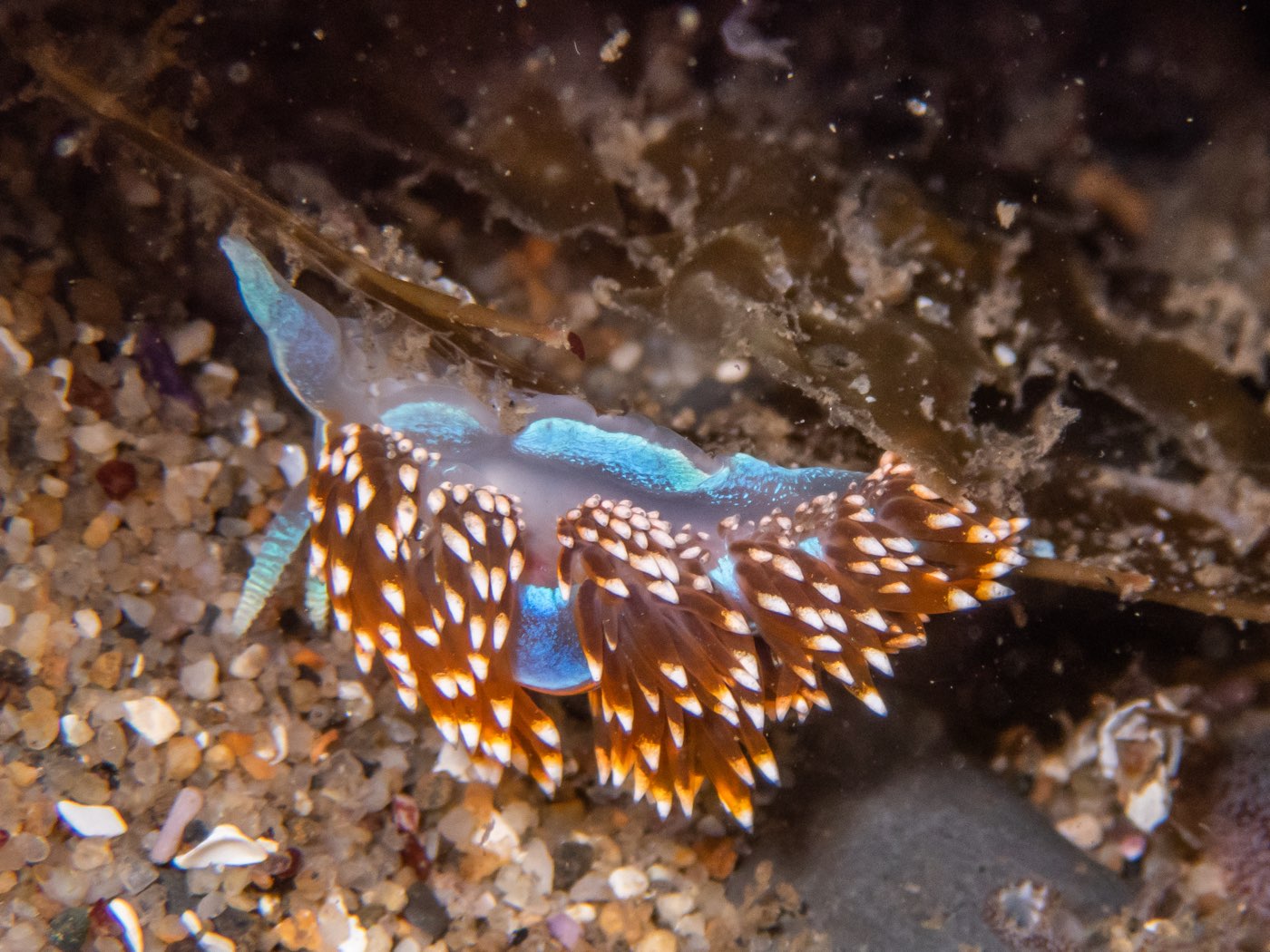 Opalescent nudibranch at Strawberry Ledges, July 2024