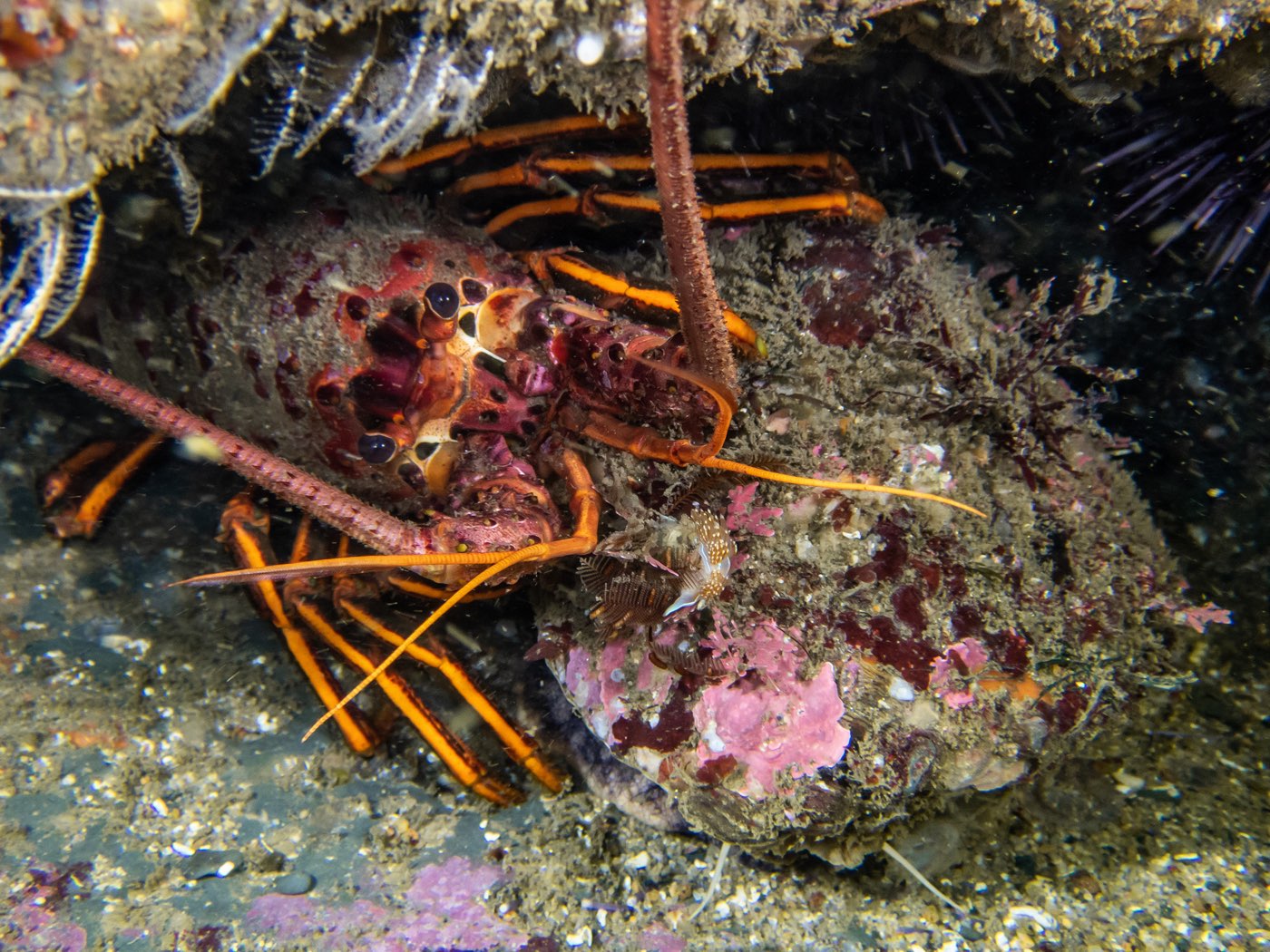 Pacific spiny lobster at Strawberry Ledges, July 2024