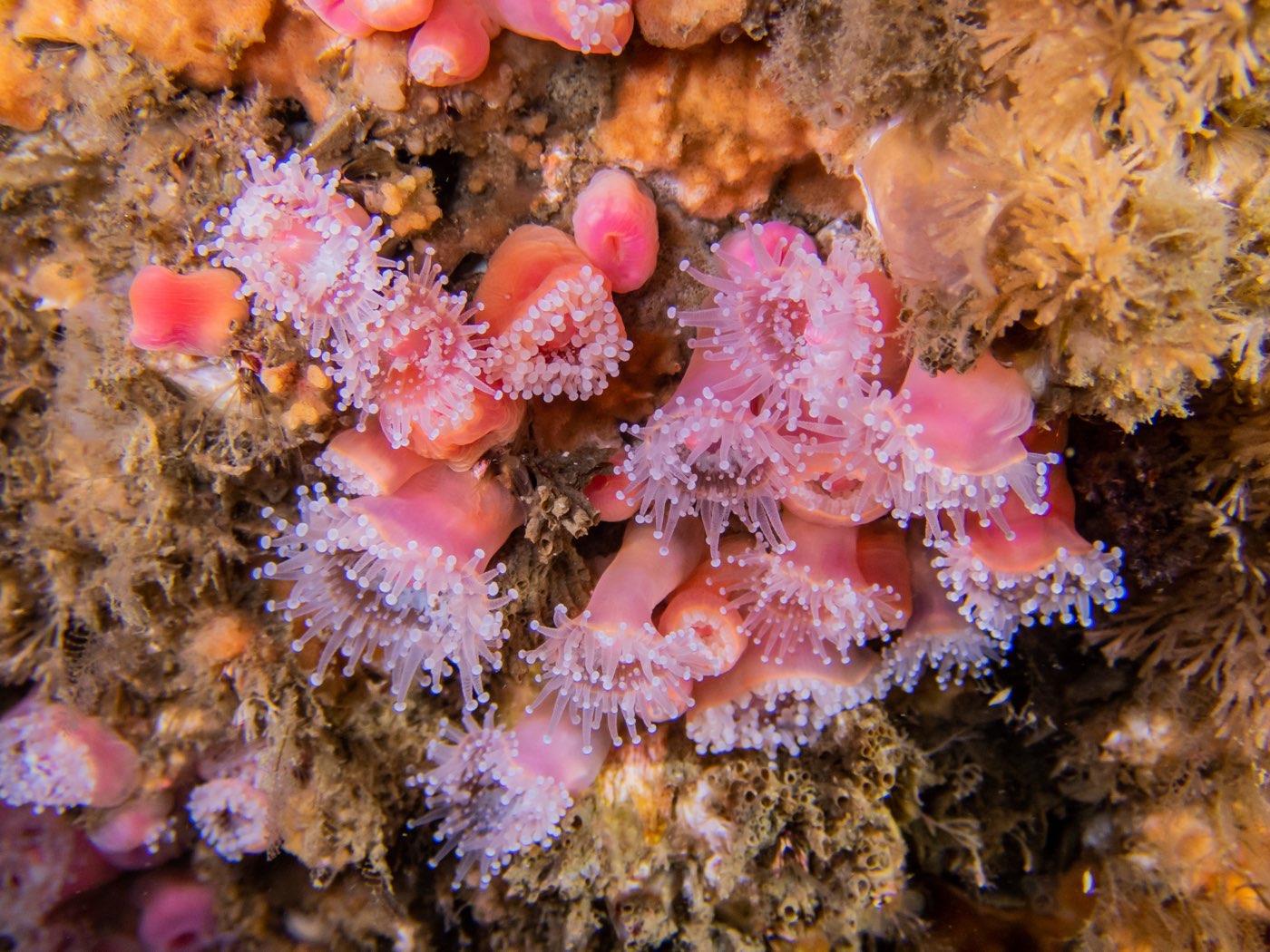 Strawberry anemone at Strawberry Ledges, May 2025