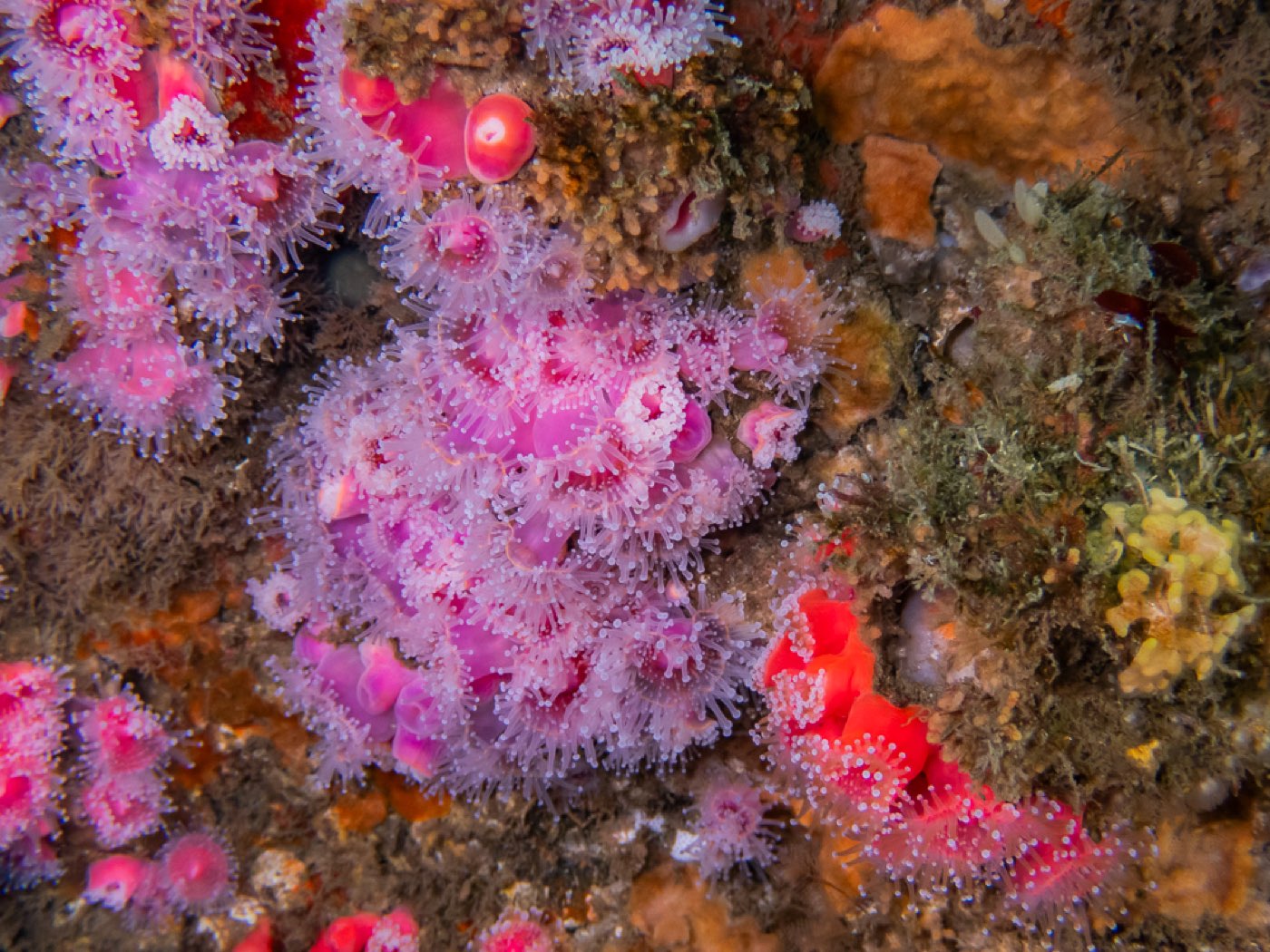 Strawberry anemones at Strawberry Ledges, April 2026