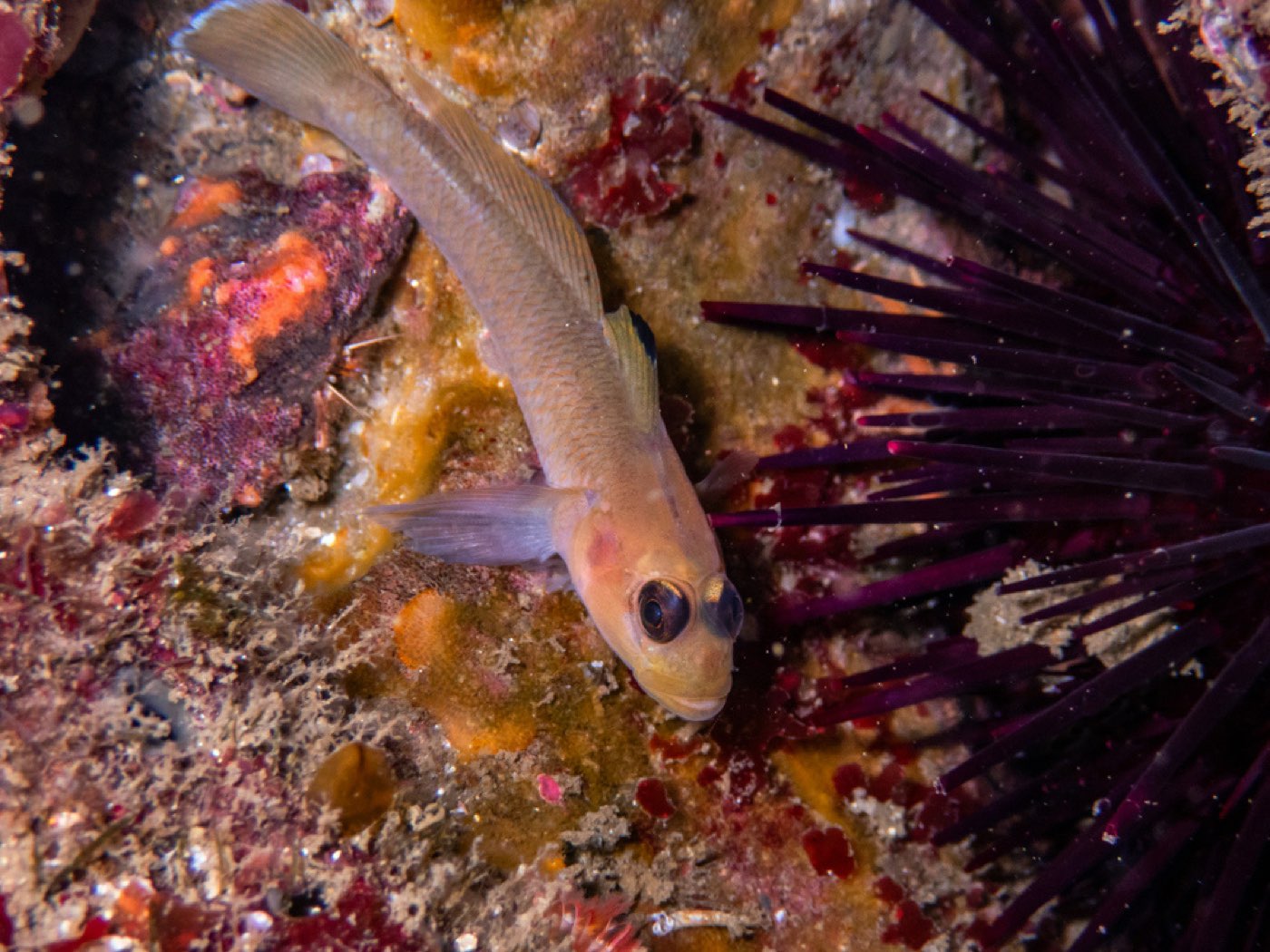 Blackeye goby at Submarine Seamount, August 2025
