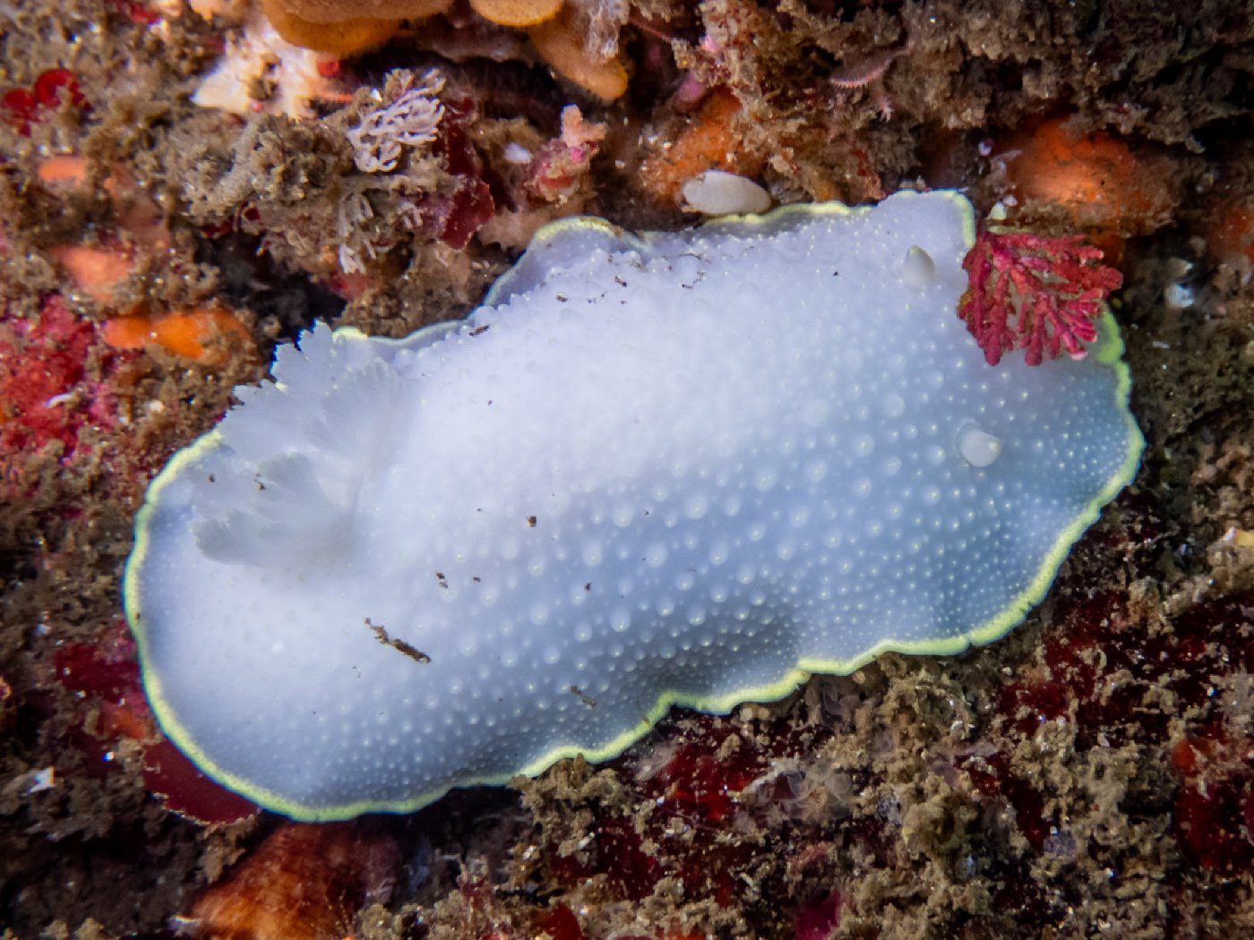 Cadlina luteomarginata at Submarine Seamount, August 2025