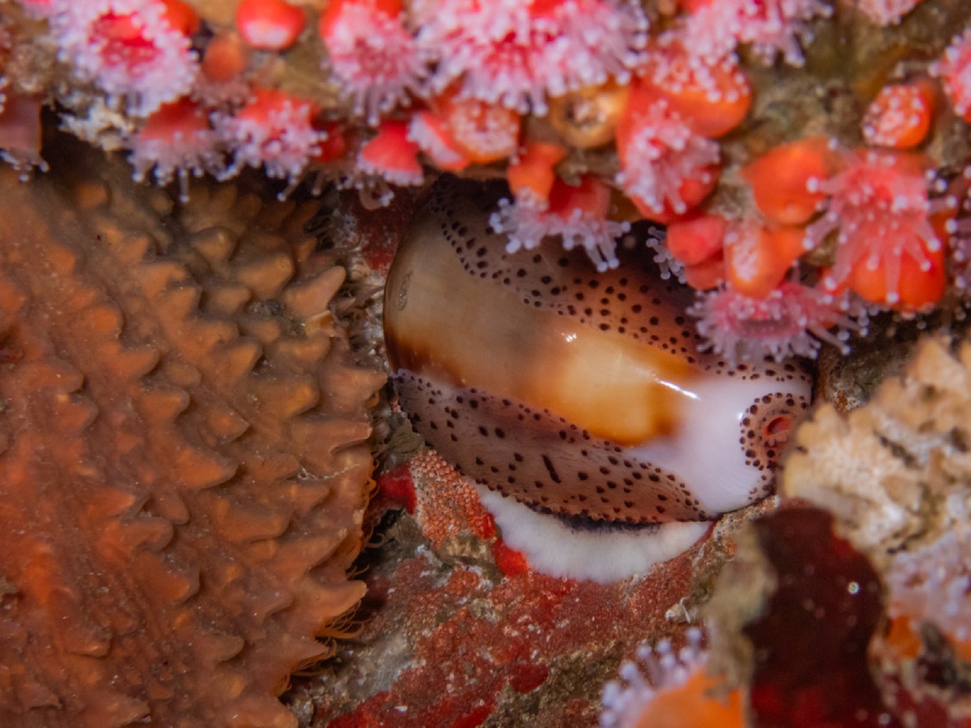 Chestnut cowry at Submarine Seamount, August 2025
