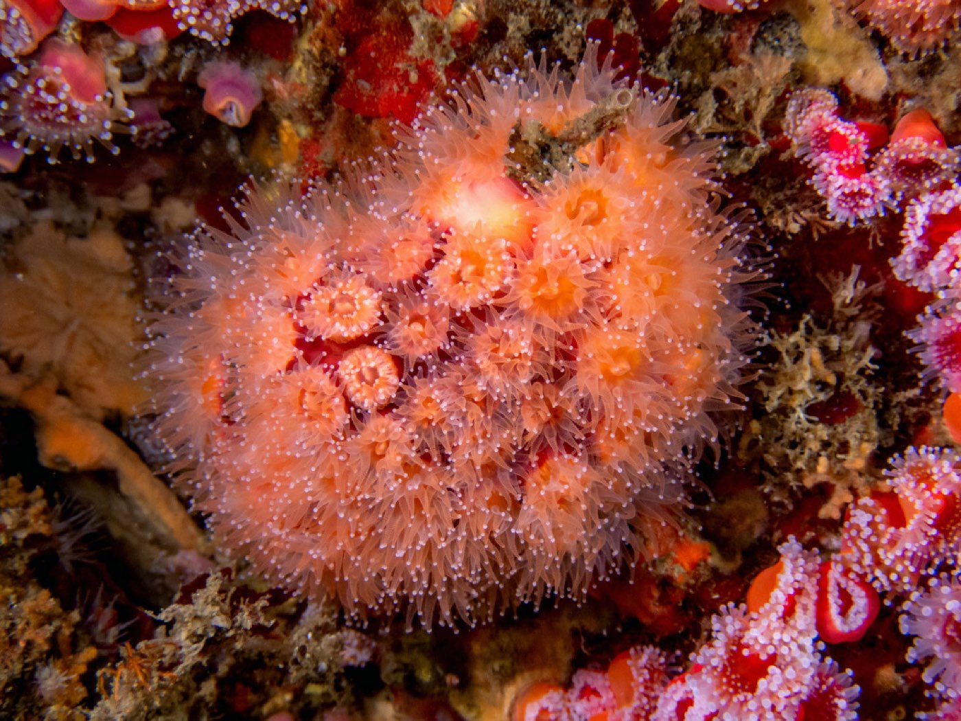 Coenocyathus bowersi at Submarine Seamount, August 2025