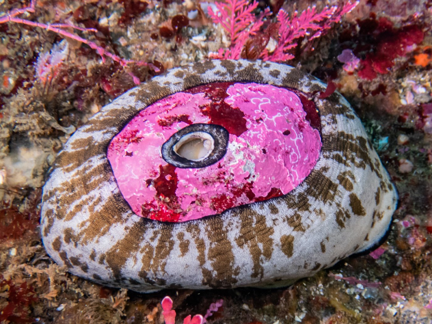 Giant keyhole limpet at Submarine Seamount, August 2025