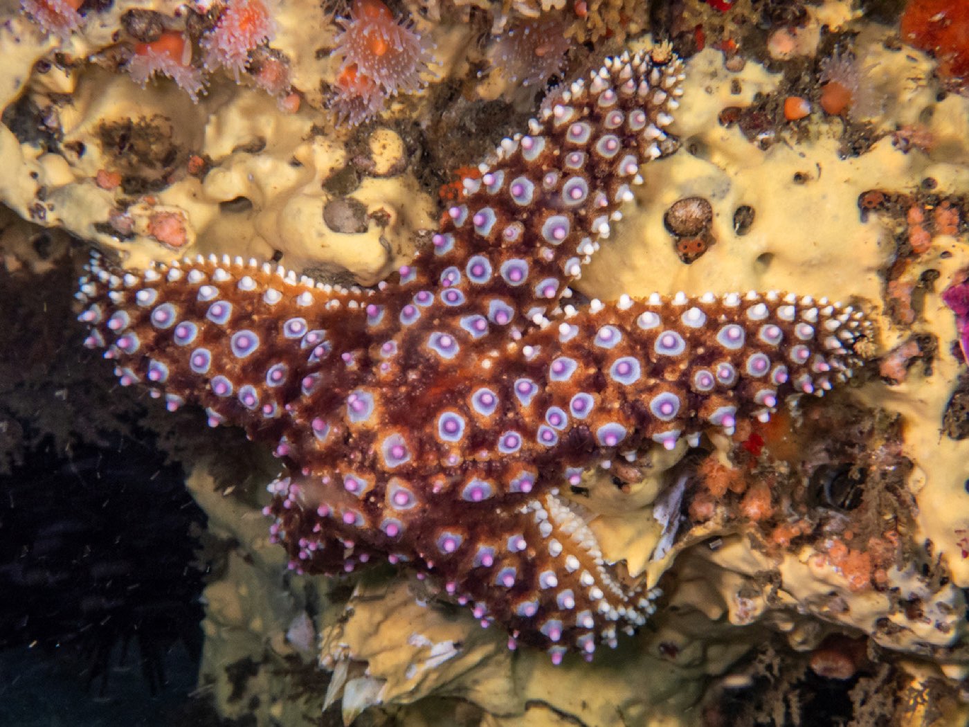 Giant spined star at Submarine Seamount, August 2025