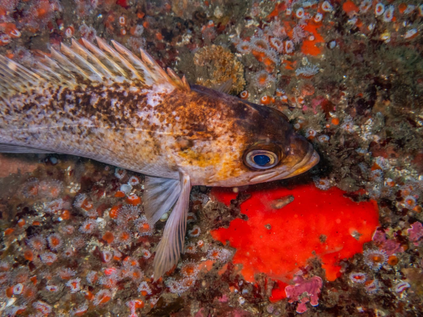 Kelp rockfish at Submarine Seamount, August 2025